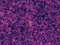 The Cosmic Web (Artist’s Impression) | ESA/Hubble